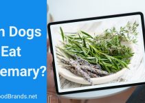 Can Dogs Eat Rosemary? Health Benefits and Side Effects