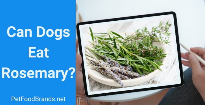 Can Dogs Eat Rosemary? Health Benefits and Side Effects