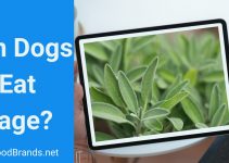 Can Dogs Eat Sage? Is It Good For a Puppy?