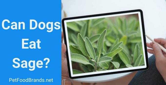 Can Dogs Eat Sage? Is It Good For a Puppy?