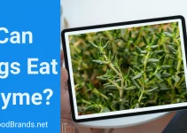 Can dogs eat thyme? Is Spanish thyme safe?