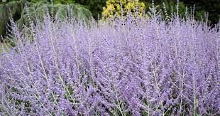 How to feed Russian sage to dog?