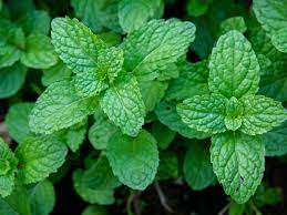 Is mint good for dogs?