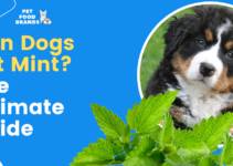 Can Dogs Eat Mint? The Ultimate Guide (2022)