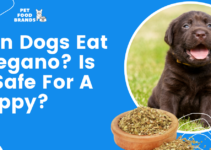Can Dogs Eat Oregano? Is it Safe for a Puppy?