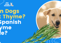 Can Dogs Eat Thyme? Is Spanish Thyme Safe?