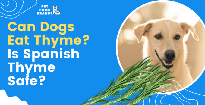 can-dogs-eat-thyme