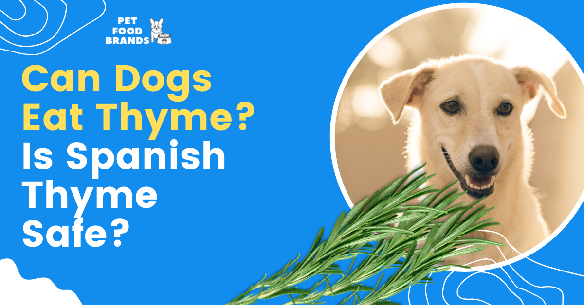 Can Dogs Eat Thyme? Is Spanish Thyme Safe?
