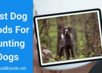 Top 6 Best Dog Foods For Hunting Dogs