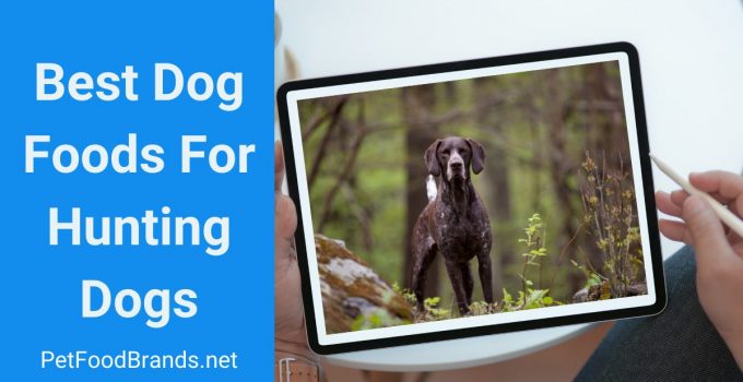 Top 6 Best Dog Foods For Hunting Dogs
