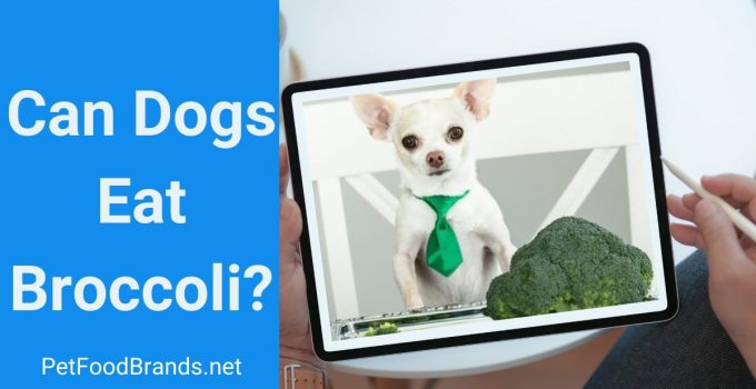 Can Dogs Eat Broccoli? Why Vets Do Not Recommend it?
