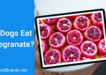 Can dogs eat pomegranate? Is it dangerous for my pup?
