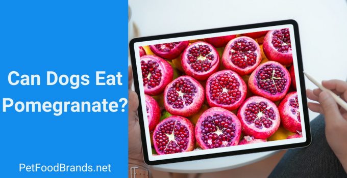 Can dogs eat pomegranate? Is it dangerous for my pup?