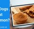 Can dogs eat cinnamon? Is it safe for dogs?