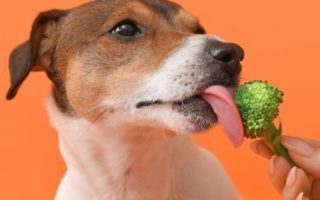 Dog eating broccoli stem