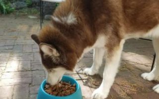 My dog eating taste of the wild