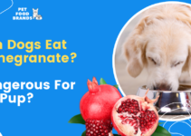 Can Dogs Eat Pomegranate? Is it Dangerous for my Pup?