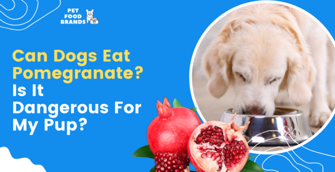 can-a-dog-eat-pomegranate