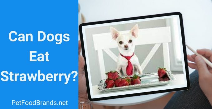 Can Dogs Eat Strawberries? Are They Too Sweet?