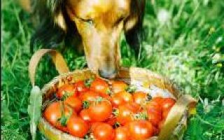 Dog eating tomatoes
