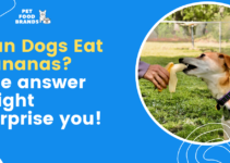 Can Dogs Eat Bananas? The Answer Might Surprise You!