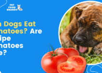 Can Dogs Eat Tomatoes? Are Unripe Tomatoes Safe?