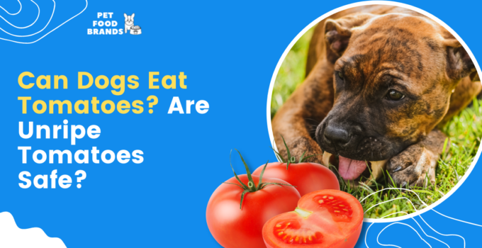 can-my-dogs-eat-tomato