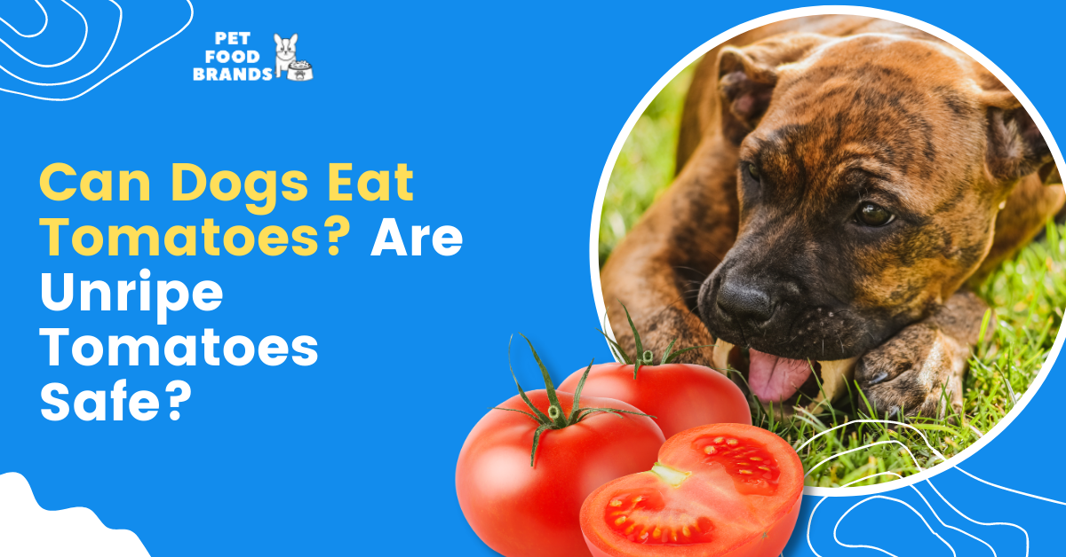 Can Dogs Eat Tomatoes? Are Unripe Tomatoes Safe?
