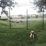 Chicken wire fence for dogs