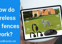 Wireless Dog Fence 101: How Does it Work?