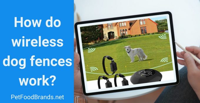 Wireless Dog Fence 101: How Does it Work?
