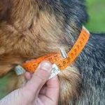 measuring puppy neck for collar
