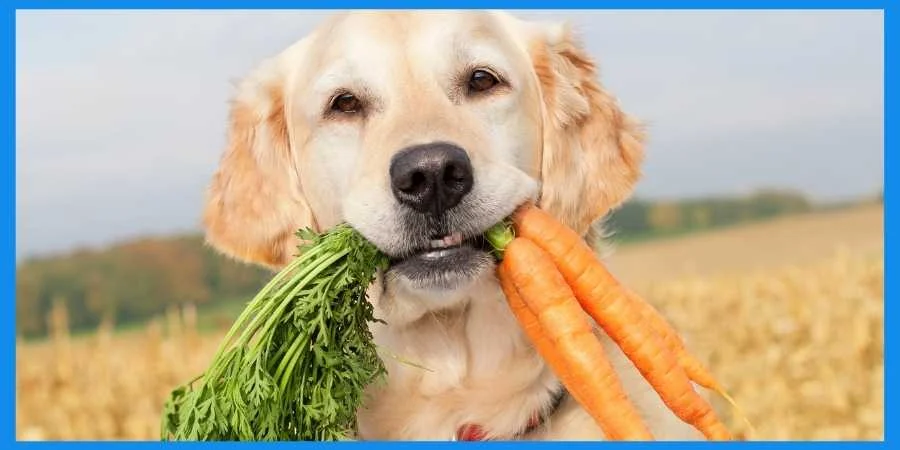 A dog eating carrot