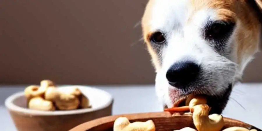 A dog eating cashews from a bowl