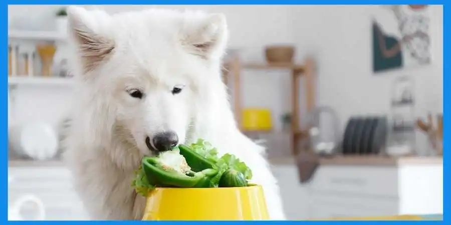 A-dog-eating-cucumber