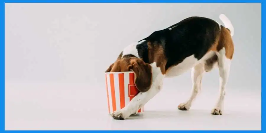 A-dog-eating-popcorn