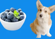 Can Dogs Eat Blueberries? Are They Toxic?