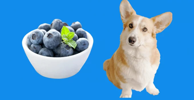 Can Dogs Eat Blueberries? Are They Toxic?