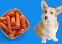 Can Dogs Eat Carrots? Benefits, Risks, and Serving Methods