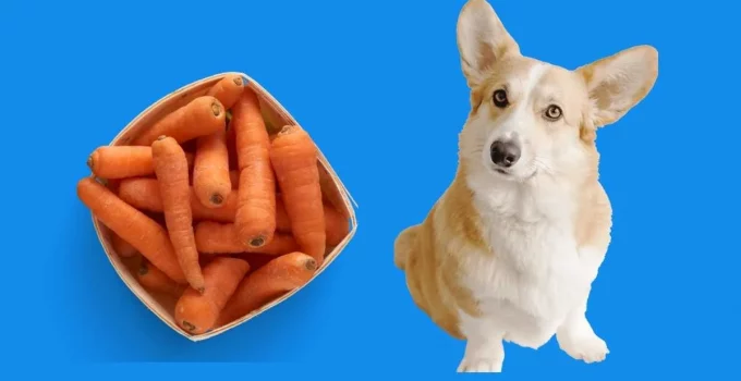 Are carrots safe for dogs