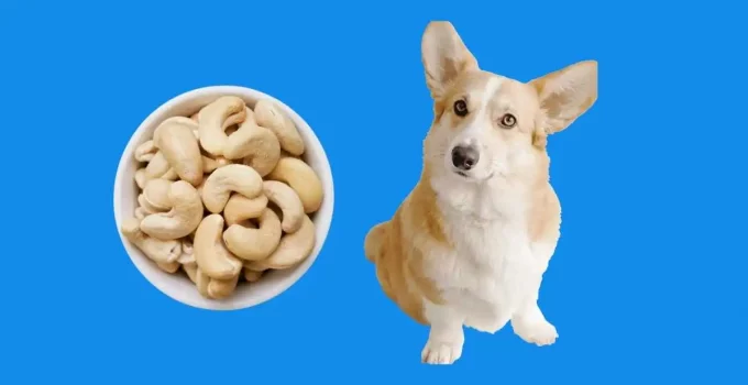 Are-cashews-good-for-a-dog