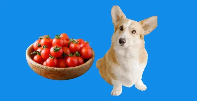 Are-cherries-good-for-a-dog
