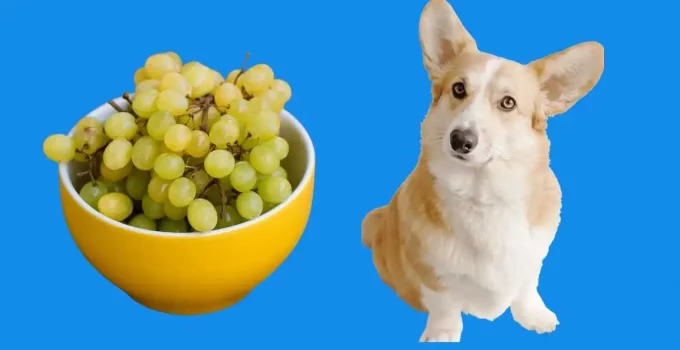 Can Dogs Eat Grapes? Why is it is linked to Kidney failure?