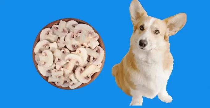 Are-mushrooms-safe-for-dogs