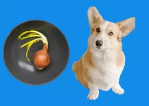 Can Dogs Eat Onions? Do They Cause Anemia?