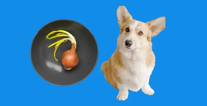 Can Dogs Eat Onions? Do They Cause Anemia?