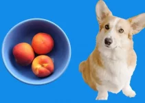 Can Dogs Eat Peaches? Do They Contain Cyanide?