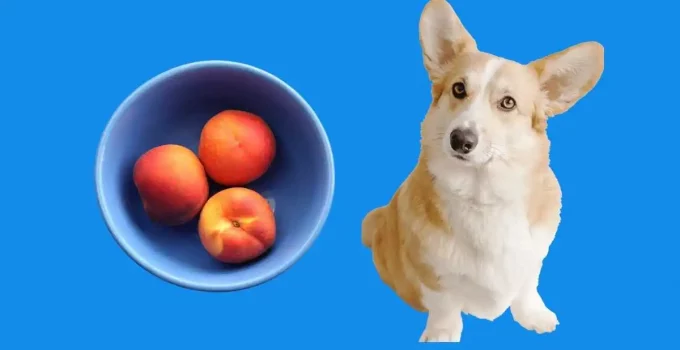 Are peaches ok for my dog