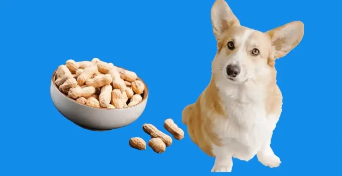 Can Dogs Eat Peanuts? Is There Any Chance Of Allergy?