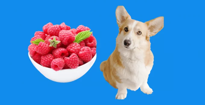 Can Dogs Eat Raspberries? Are They Too Sweet?